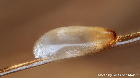 Close Up Lice Egg 1